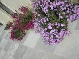 Dalle de Provence Paving